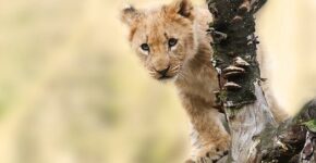lion-animal-nature-predator-40835.jpeg